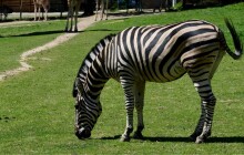 Olomoucká zoo má nového hřebce. Do stáda zapadl bez problémů