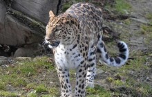 Olomoucká zoo má nového obyvatele: vzácného levharta mandžuského