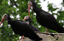 Po pěti letech odchovali ibise. Teď bude opouštět hnízdo