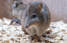 Nenápadný houbař má první mládě. Zoo rozšířila chov o klokánka krysího
