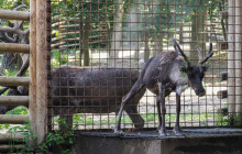 VIDEO: Ze Zoo Olomouc odjíždí největší savci. Jak další zvířata zvládají vedra?