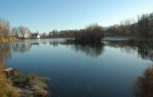 Kormoráni, vydry a bobři způsobili škody za miliony. Stát vyplácí náhrady škod