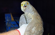 Zachránili vzácného jestřába. Vletěl do haly v České Vsi