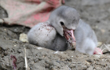 Plameňáci v Zoo Olomouc mají mladé. Narodila se po tříleté pauze