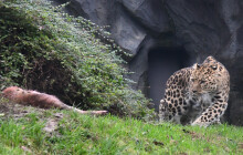 Do Olomouce dorazil nový samec levharta mandžuského. Chovatelé věří v narození mláďat