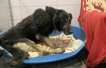 Sbírka Den zvířat míří k rekordu. Pomáhá útulkům napříč republikou