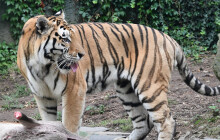 Tygr v olomoucké zoo dostal hostinu jako v divočině