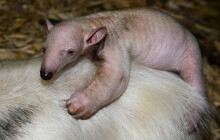 Poslední mládě roku? Vyhrál mravenečník