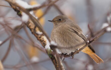 Mrazy rozhýbaly ptačí svět. Jedni mizí na jih, druzí k nám přilétají ze severu