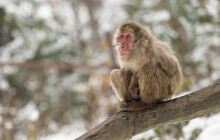 Respektovaná do posledního dne. Olomoucká zoo přišla o nejstarší samici makaka Babču