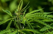 O konopí bez předsudků. Na univerzitní půdě proběhne beseda