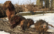 Ryby mizí po tisících. Kromě nutrií město bojuje i s kormorány