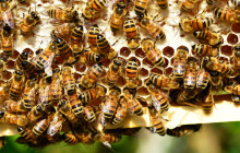 Mor a hniloba včelího plodu. Na Olomoucku se zlikvidovalo už více než 300 včelstev