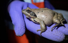 Žábám budou pomáhat studenti i jiní dobrovolníci. Přes kritické úseky je budou přenášet