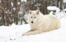 Spočítejte smečku vlků nebo tlupu kotulů. Oblíbená Zooinventura se vrací