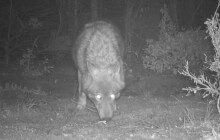 Otrava se neprokázala. Policie případ čtyř mrtvých vlků na Jesenicku odložila