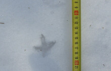 Sčítání jeřábků na Šeráku. Sedm jedinců potvrzeno, výsledek těší ochránce přírody