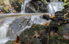 Zoo připravila soutěž ke kampani Mokřady pro život