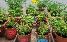 Jak zvýšit odolnost vojtěšky vůči klimatu? Zkoumají to vědci z Univerzity Palackého