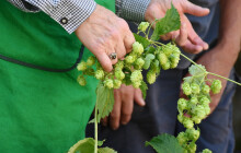 Úroda chmele loni v Olomouckém kraji kvůli suchu klesla o 16 pct na 712 tun