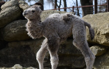 V Zoo Olomouc se narodilo další velbloudí mládě. Samička Lara váží přes 40 kilo