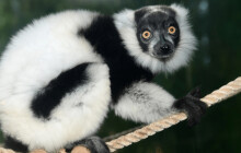 Vzácní lemuři dostanou nový domov. Olomoucká zoo pro ně připravuje výběh