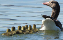Teplé jaro uspíšilo hnízdění. Na Hradeckém rybníku v Tovačově už plavou housata