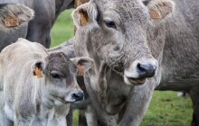 Výborný: Zavlečení slintavky a kulhavky by poškodilo celé české zemědělství