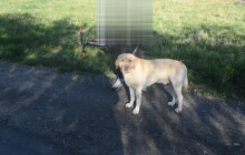 Volně pobíhající pes způsobil nehodu. Instruktor autoškoly s žákem skončili v nemocnici