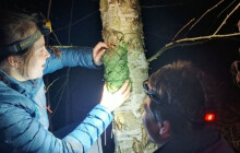 Ochránci zaznamenali v Jeseníkách kriticky ohroženého puštíka i další druhy