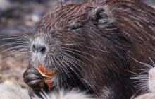 Nutrie prchly z farem, je jich víc a víc