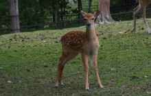 Šest kolouchů siky vietnamského. Zoo hlásí přírůstky