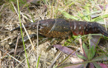 Ochranáři zaznamenali v Litovelském Pomoraví invazní druh raka
