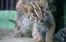 FOTO: Olomoucká zoo se pochlubila čerstvými koťaty kočky krátkouché