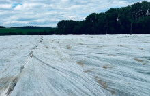 Jahody zakryli, teď sčítají škody. Další mrazíky mají přijít