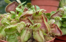 SOUTĚŽ: Největší kolekce rosnatek i masožravky. Vyhrajte lístky na Živé pasti