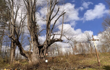 Hadí královna pod dohledem arboristů. Lípa s obvodem přes deset metrů patří k největším