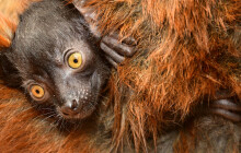 Další přírůstek mezi nejohroženějšími primáty. Zoo Olomouc slaví mládě lemura tmavého