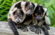 Olomoucký lemur odcestoval do Brazílie. Pomůže zachránit ohrožený druh