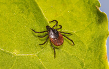 Pozor při procházkách, klíšťata jsou extrémně aktivní