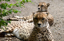 Zoo Olomouc posiluje chov gepardů. Dorazily dvě samice z Varšavy