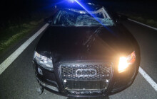 Laň vběhla do silnice, řidič už nestihl zabrzdit. Na autě vznikla stotisícová škoda