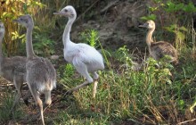 Olomoucká zoo se těší z nových kuřat nandu pampového