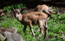 Největší evropské stádo markhurů hlásí 8 mláďat. V olomoucké zoo se jim daří