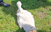 Na Oborníku zasahovali hasiči. Pomohli mladé labuti