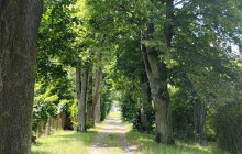 V Hranicích proběhne plánované ošetření stromů. Omezí se průchod promenádou