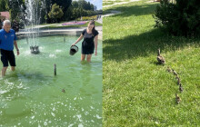 Plavecký výlet kachňátek skončil zásahem policie