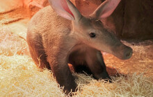 Samička hrabáče odcestovala. Zamíří do Francie