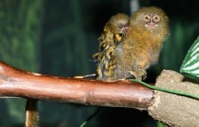 Nejmenším opicím na světě je přes měsíc, mláďata kosmanů zakrslých se představují veřejnosti
