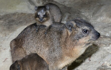 Nejbližší příbuzní slonů se rozrostli. Narodila se tři mláďata damana skalního